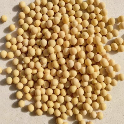 至盈黄金豆 东北非转基因大豆豆腐黄豆新货五谷杂粮厂家批发商用图2