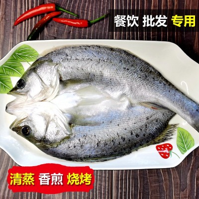烤鱼清蒸鲈鱼批发白蕉海鲈鱼新鲜冰冻海鲜半成品开背七星芦鱼卢鱼图2