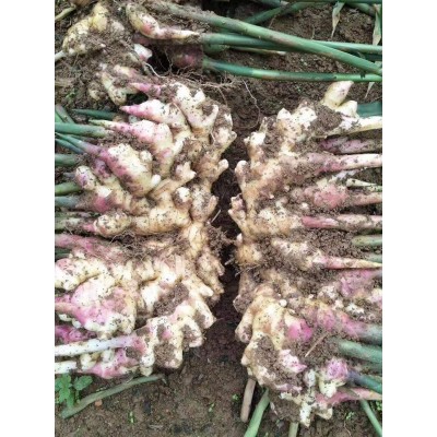 硫酸钾复合肥 黄腐酸钾复合肥 生姜魔芋适用肥 生姜追肥图2