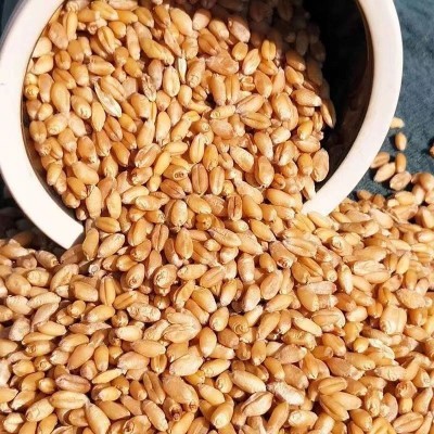 当季新货带皮小麦可酿酒发芽大量现货批发五谷杂粮原料河南小麦图2