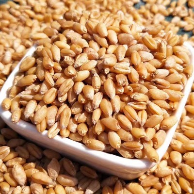 当季新货带皮小麦可酿酒发芽大量现货批发五谷杂粮原料河南小麦图3
