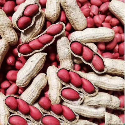 当季新货四粒红皮花生带壳生四粒红农家晒干红花生一件代发图4