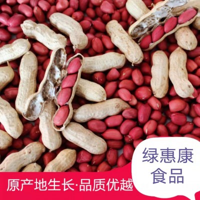 当季新货四粒红皮花生带壳生四粒红农家晒干红花生一件代发图5