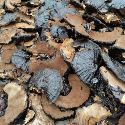 自产自销 整棵大灵芝 赤灵芝图5