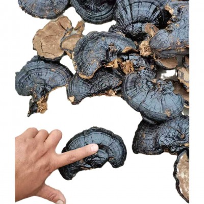 自产自销 整棵大灵芝 赤灵芝图3