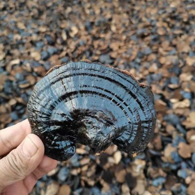 自产自销 整棵大灵芝 赤灵芝图4