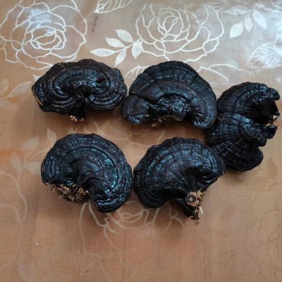 自产自销 整棵大灵芝 赤灵芝图2