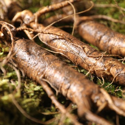 带土鲜人参 吉林长白山林下参 新鲜林下山参林下移山参现挖 人参图4