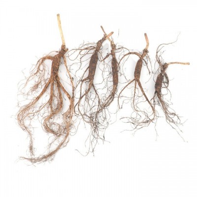 带土鲜人参 吉林长白山林下参 新鲜林下山参林下移山参现挖 人参图3