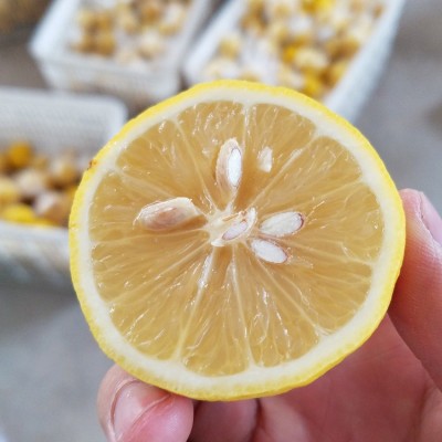 批发新鲜安岳黄柠檬小果1斤约6个 60-90克 皮薄汁多 5斤起包邮图4