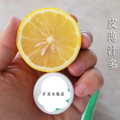 批发新鲜安岳黄柠檬小果1斤约6个 60-90克 皮薄汁多 5斤起包邮图3