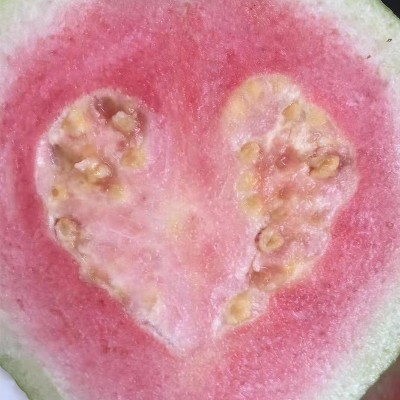 广东新鲜红心芭乐【软心】水果5斤特产软心红心番石榴一件代发图2