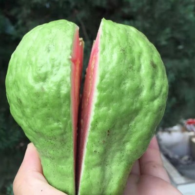 广东新鲜红心芭乐【软心】水果5斤特产软心红心番石榴一件代发图5