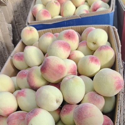 新鲜露天水蜜桃桃子当季现摘水果桃子脆软甜水密桃一件代发图3