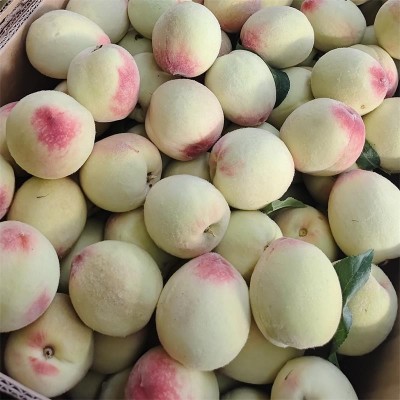 新鲜露天水蜜桃桃子当季现摘水果桃子脆软甜水密桃一件代发图2