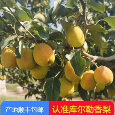 新疆库尔勒香梨3斤装孕妇水果正宗鲜果特级特甜大果包邮到家图5