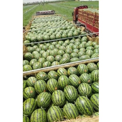 河南开封西瓜、代办代发专业团队、原产地发货、保熟保甜图3