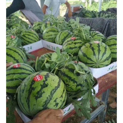 陆地美都、有籽美都、质量三包、视频看货图4