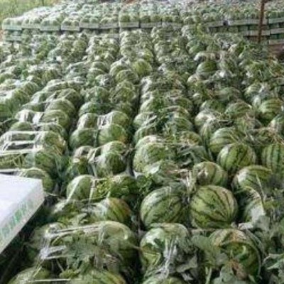 8424麒麟西瓜新鲜采摘-美都品种优良-全国代办代发-视频看货装车图2