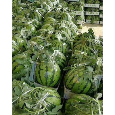 麒麟西瓜（麒麟西瓜代办）河南麒麟西瓜、河南美都西瓜、河南8424西瓜图5