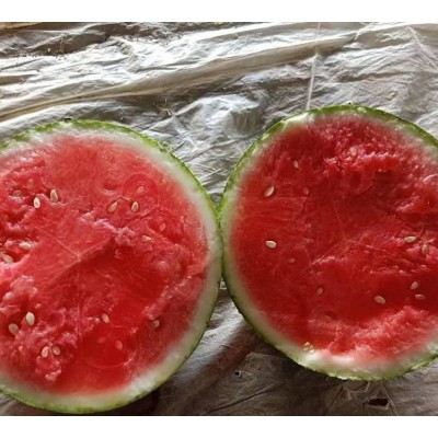 麒麟西瓜（麒麟西瓜代办）河南麒麟西瓜、河南美都西瓜、河南8424西瓜图2