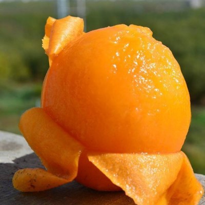 现货四川高山米易枇杷果新鲜水果采摘应季琵琶果批发一件代发图2