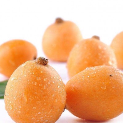 现货四川高山米易枇杷果新鲜水果采摘应季琵琶果批发一件代发图5