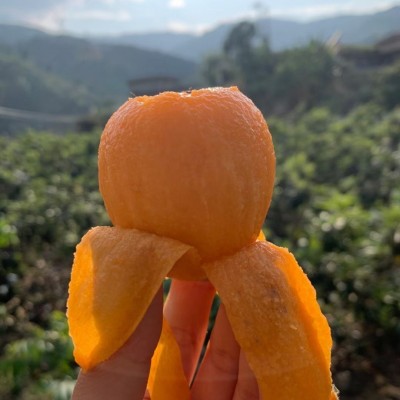 现货四川高山米易枇杷果新鲜水果采摘应季琵琶果批发一件代发图3