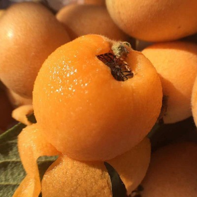 现货四川高山米易枇杷果新鲜水果采摘应季琵琶果批发一件代发图4