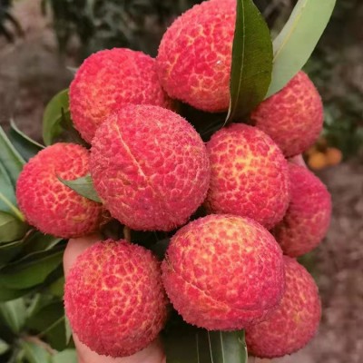 海南无核荔枝一种吃了没有核的荔枝顺丰包邮图2