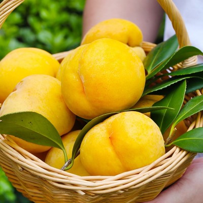 现摘黄桃新鲜水果脆甜桃子时令水果应当季整箱毛桃黄金蜜图2