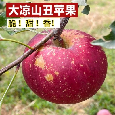 大凉山盐源丑苹果糖心苹果脆甜多汁新鲜采摘脆苹果一件代发图2
