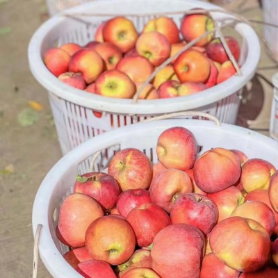 大凉山盐源丑苹果糖心苹果脆甜多汁新鲜采摘脆苹果一件代发图4