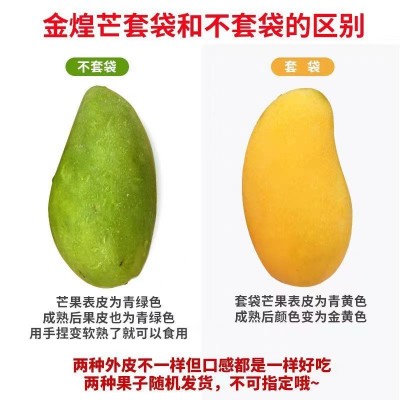 大金煌芒特大芒果新鲜当季水果芒果一件代发图2