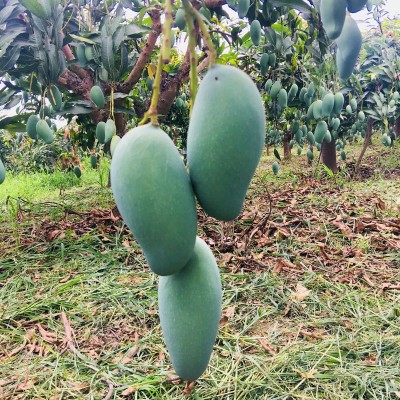 桂七芒广西百色田东桂七香芒新鲜水果现摘一件代发芒果百色芒果图3