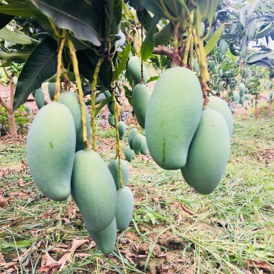 桂七芒广西百色田东桂七香芒新鲜水果现摘一件代发芒果百色芒果图4