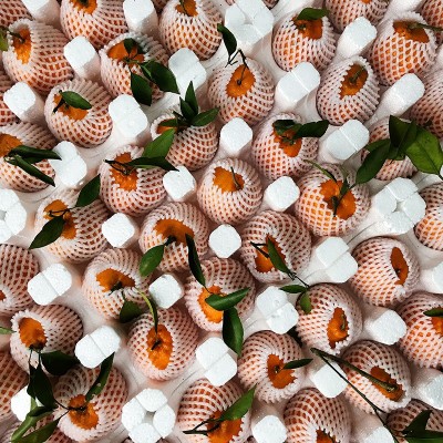 水果批发四川春见耙耙柑整箱应季水果砂糖桔丑八怪柑橘大果粑粑柑图3