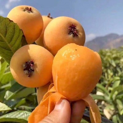 顺丰发货四川枇杷五星枇杷甜枇杷新鲜应季琵琶产地直发3/5斤图2