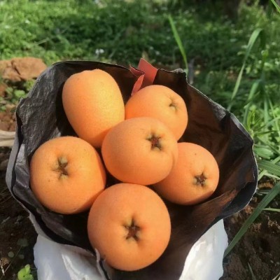 顺丰发货四川枇杷五星枇杷甜枇杷新鲜应季琵琶产地直发3/5斤图4