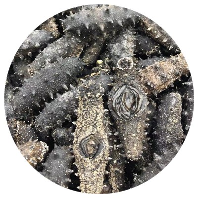 【加工定制】新瑞西海纯淡干海参泡发高淡干海参代发顺丰包邮图5