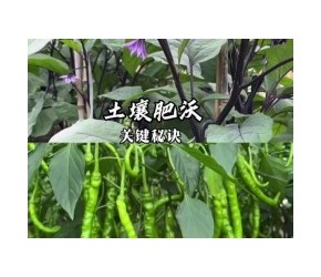 想要茄子、辣椒种植的好，肥料土壤很关键，长势好没虫害