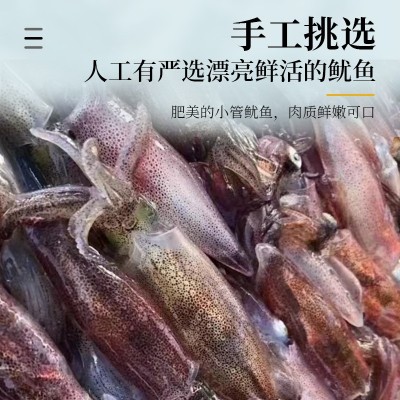 福建东山岛名片活小管活冻刺身鱿鱼鲜活灯光诱捕软体餐饮生鲜批发图4