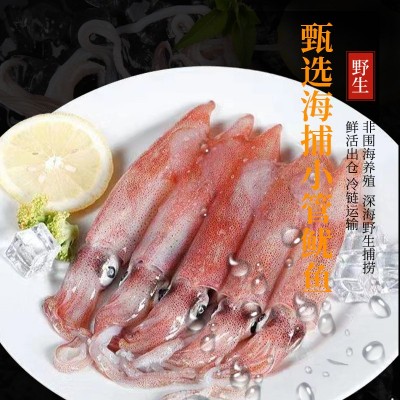 福建东山岛名片活小管活冻刺身鱿鱼鲜活灯光诱捕软体餐饮生鲜批发图2