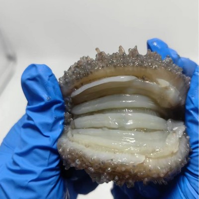 工厂批发鲜食海参刺参海参非干货500g海参一手货源一件代发图4