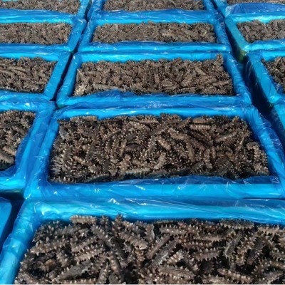 海参工厂海参干货海参FD冻干海参一件代发冻干海参批发图3