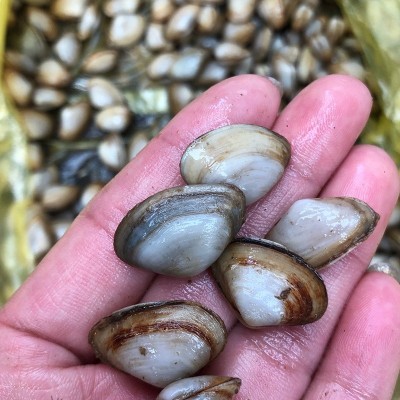 海鲜鲜活海瓜子 新鲜无沙海沙子白瓜子 海捕小蛤蜊南海水产贝类图2