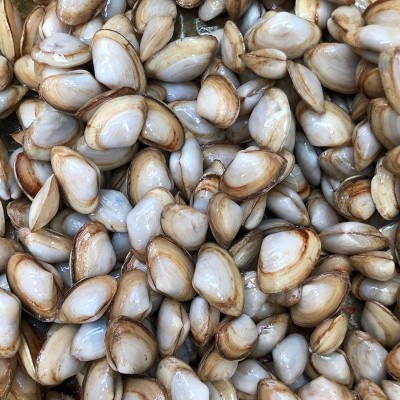 海鲜鲜活海瓜子 新鲜无沙海沙子白瓜子 海捕小蛤蜊南海水产贝类图3