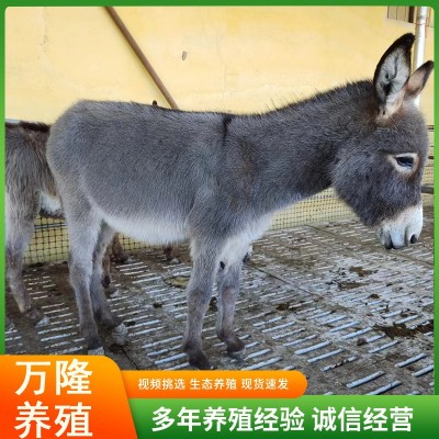 活体宠物驴迷你驴观赏价值高养驴场出售成年肉驴观赏驴宠物驴图5