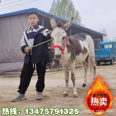 活体宠物驴迷你驴观赏价值高养驴场出售成年肉驴观赏驴宠物驴图3