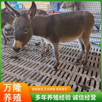 活体宠物驴迷你驴观赏价值高养驴场出售成年肉驴观赏驴宠物驴图4